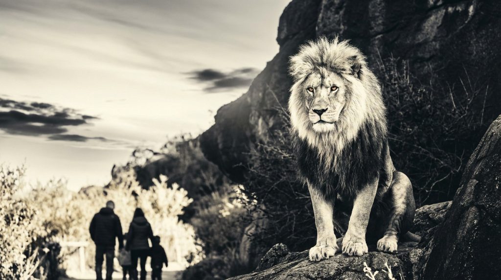 Domaine des fauves | Parc animalier Lyon - Avis 2026