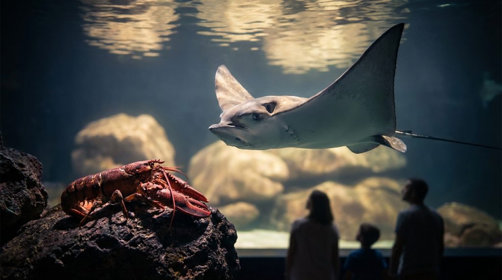 Aquarium marin de Trégastel | Avis, tarifs et top 2026