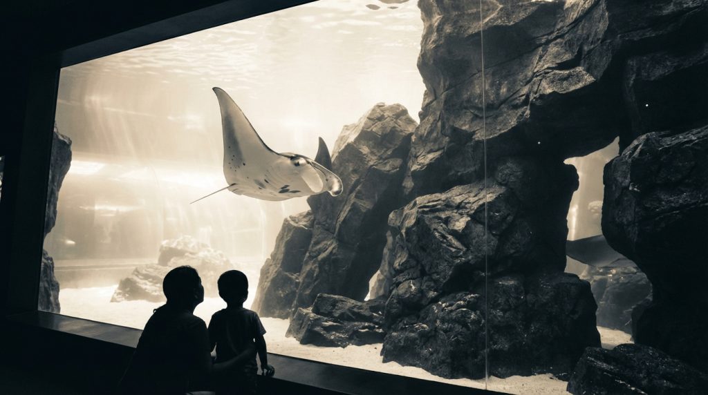 Aquarium marin Trégastel | Guide, avis et tarifs 2026